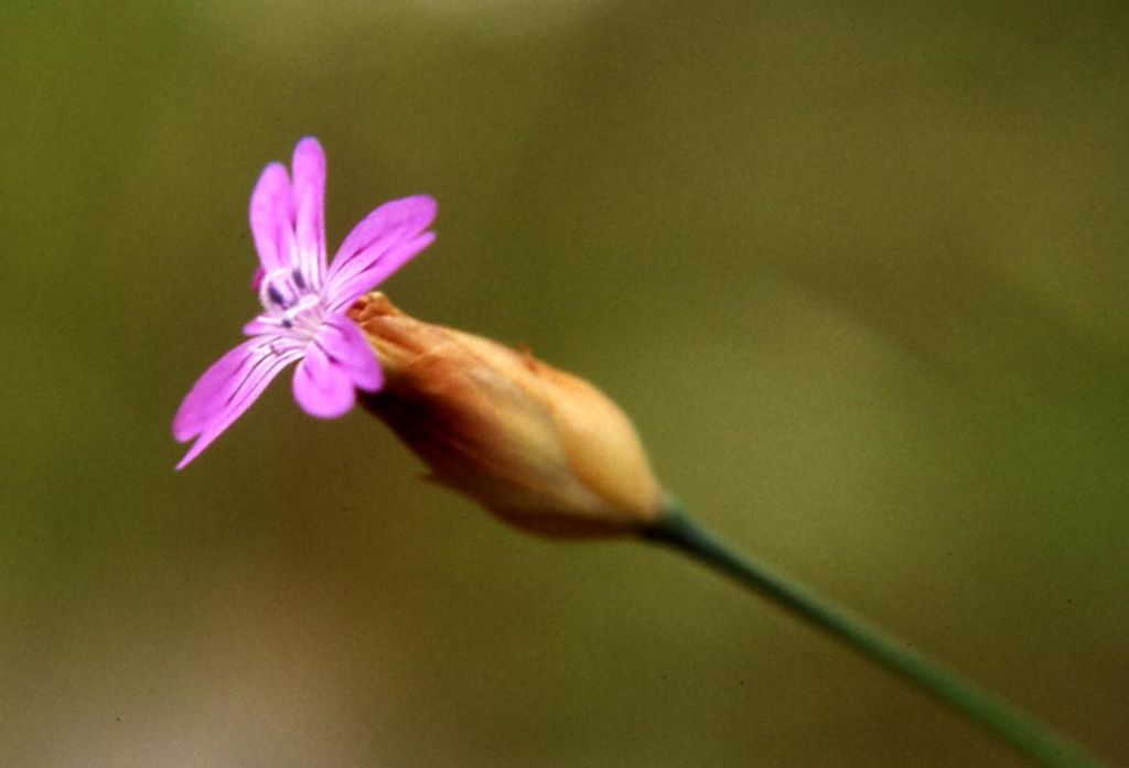 Pianta da determinare (36) - Petrorhagia sp.